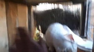 Простая клетка для кроликов из потдонов