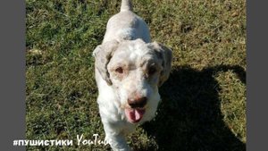 Заросший колтунами пес превратился в красавца благодаря волонтерам