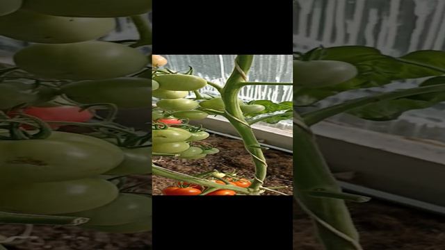 томат Соседская зависть обзор и дегустация