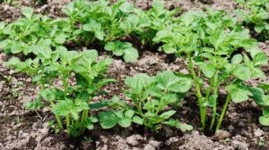 Только так вы сможете получить огромный урожай томатов. Дачные хитрости и полезные советы огородник