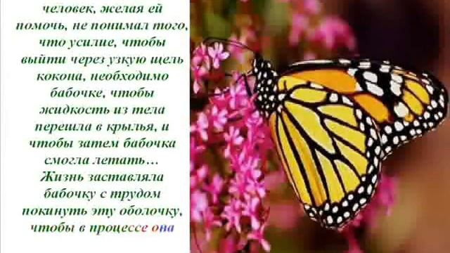 Урок бабочки Как добиться Успеха! смотреть онлайн