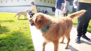 Golden Retrievers from Turkey Find Homes in Palm Beach County