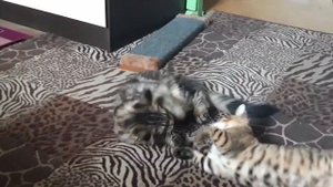 Мейн-кун против бенгала.