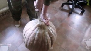 Хранение тыквы зимой