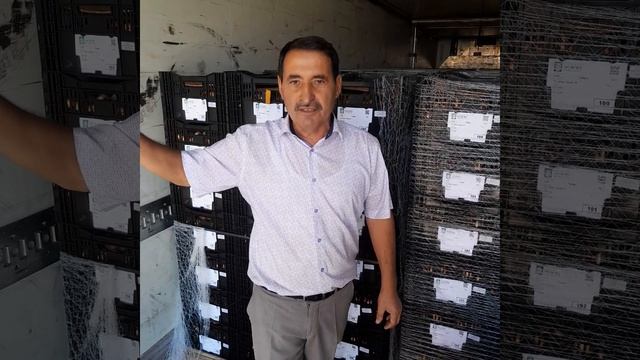 Луковицы тюльпанов из Голландии. КХ "Южный Полевод" смотреть онлайн