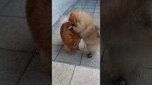 Померанец и немецкий малый шпицы