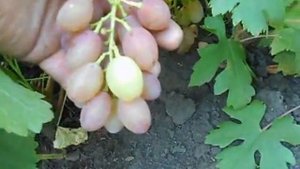 Сорт винограда Румба.