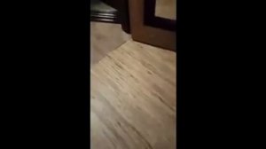 Как научить собаку не прыгать на гостей?С Вами кинолог Севостьянова Наталья