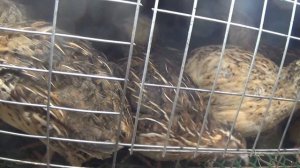 содержание перепелов в гараже в шкафу.