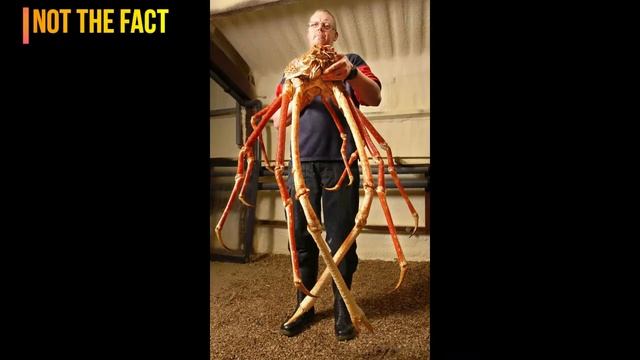 5 самых страшных и опасных животных мира