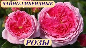 РОЗЫ ЧАЙНО-ГИБРИДНЫЕ. Tantau / W. Kordes / Barni. и др. Tea-hybrid roses. ДАЧНЫЙ КРЕАТИВ.