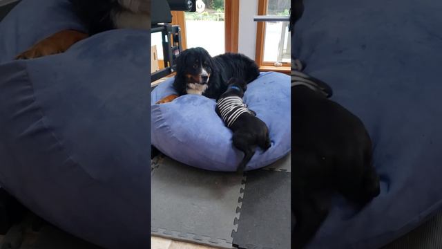 Our 6 weeks old Cane Corso steal his brother bed 🤣 #dog #dogoftheday #doglove