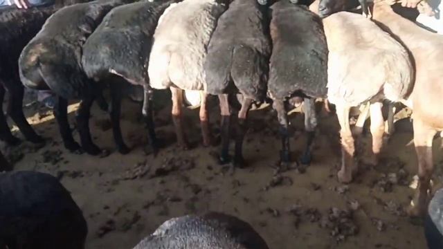 Гӯсфанд Бозори Хуҷанд Имрӯз ба бозор Гӯсфандҳои Хисори баромад хама хайрон смотреть онлайн