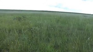 Как найти монеты в высокой траве? Отличный способ!!! Просто делай так!!!