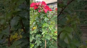 Борьба с чёрной пятнистостью легко и просто на примере розы Робуста!