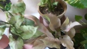 Syngonium plant care