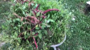 Что делаю в ожидании первых яиц \\ Можно ли давать картошку курам \\Польза Амаранта для кур