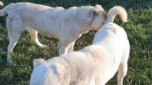 Gampr vs Alabai 9months #gampr #alabai #dog #волкодав #գամփռ #алабай #jaysi #гампр
