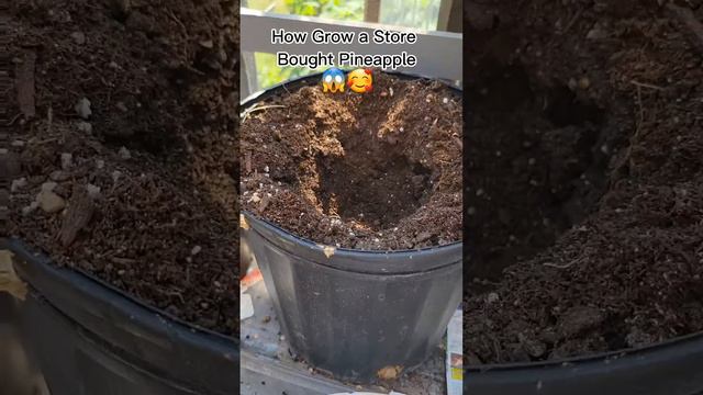 🥰😱 Cant Believe this Really Works..Growing a Store Brought Pineapple