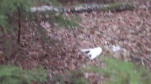 вОрон атакует голубя