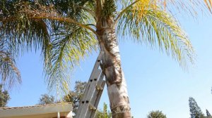 Пальмы королевские и уход за ними. Queen Palm.