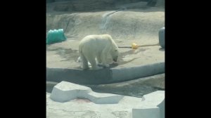 Белая медведица Айка в Московском зоопарке...Aika the polar bear in the Moscow Zoo...