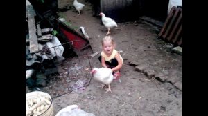 How To Catch A Chicken Easily | Как поймать курицу