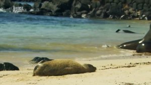 Галапагосские острова. Galapagos Islands.