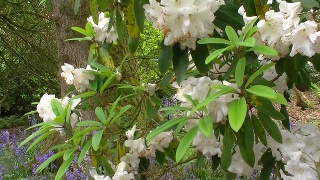 rhododendron garden 22 july смотреть онлайн
