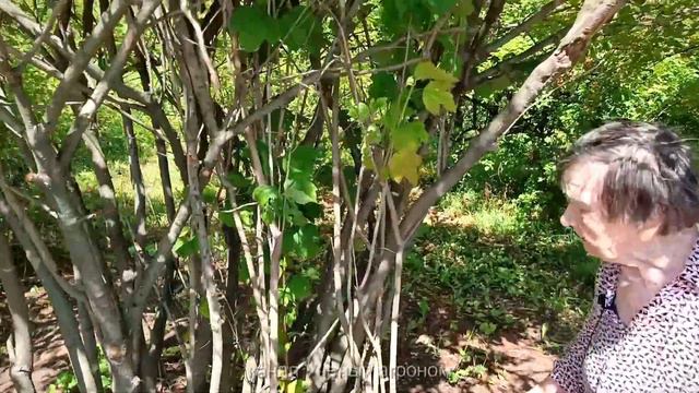 Калина. Правильная и неправильная обрезка. смотреть онлайн