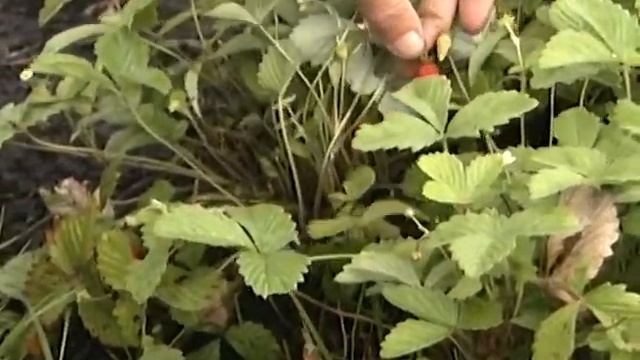 Земляника Рюген, ремонтантная, урожайная смотреть онлайн