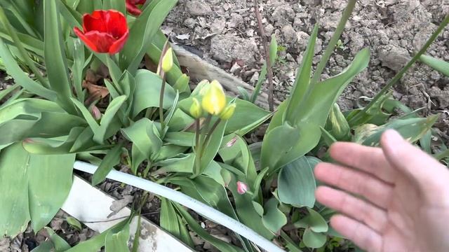 Выходные на даче . Сажаю цветы , готовлю салат , обзор теплиц .