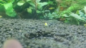 Креветочник часть 3. Аквариумные креветки каридины и неокаридины