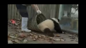 прикольные панды мешают убирать листья