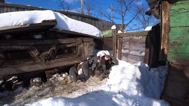 ЦЕСАРКА БЕЛОГРУДАЯ Загорская инкубационное яйцо. Мой опыт разведения цесарок