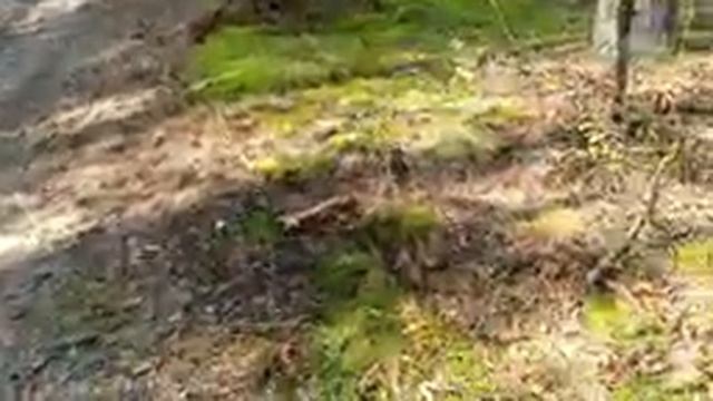 Задача: найти белый гриб смотреть онлайн