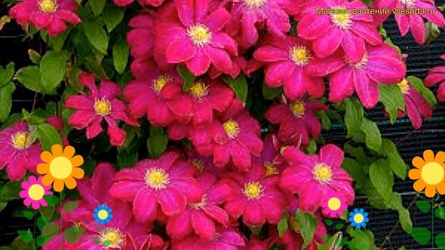 Клематис гибридный Хоши-но-фламенко. Краткий обзор, описание clematis Hoshi-no-flamenco