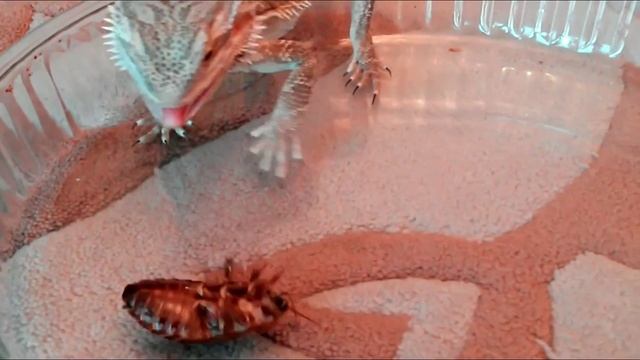 Бородатая агама и Мертвая голова (Детям не смотреть) смотреть онлайн