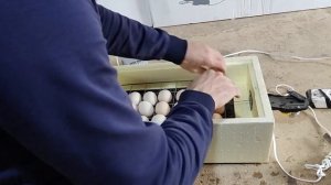 Инкубатор Золушка, Смотреть до первого запуска инкубатора.