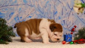 Девочка ( Лаффи )английского бульдога  29.10.2016 рождения