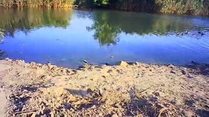 Кормление уток в пруду