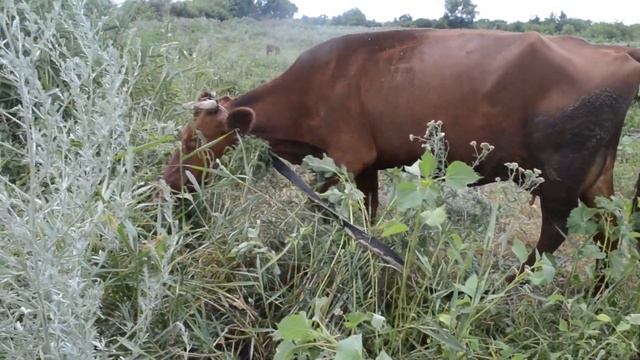 Корова кушает травку смотреть онлайн