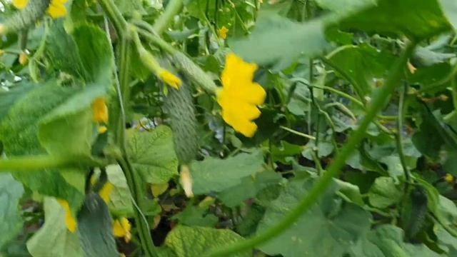 Овощи Растут. Огурец Стандарт F1, весенний оборот. смотреть онлайн