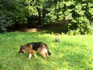 Счастливая собака - счастливый хозяин