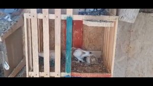 ПРОДАЖА СРЕДНЕ АЗИАТСКИХ ГОЛУБЕЙ