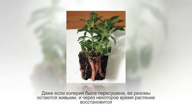 КОЛЕРИЯ - ампельное растение из семейства Геснериевых. Уход в домашних условиях