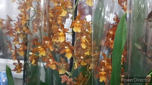 Орхидеи в Леруа Мерлен/Ванды/Кашпо, горшки для орхидей/13.03.20. смотреть онлайн