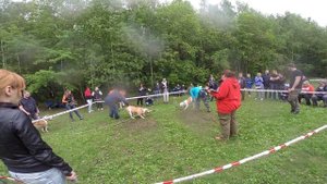 питбуль шоу: перетяжка амбули