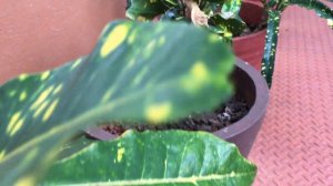 Garden tour /50 rare crotons