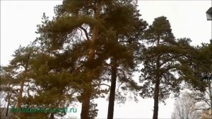 Валка дерева частями своими руками, с оттяжкой, непрофессионалами, не альпинистами
